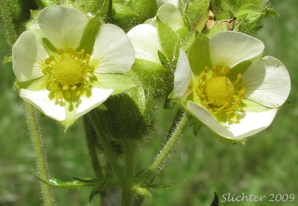 Flowers of Cordilleran Drymocallis, Sharp-toothed Cinquefoil, Tall Cinquefoil, Valley Cinquefoil: Drymocallis arguta (Synonyms: Drymocallis convallaria, Potentilla arguta, Potentilla arguta ssp. convallaria, Potentilla arguta var. convallaria, Potentilla convallaria)
