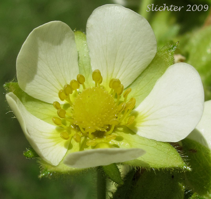 Flower of Cordilleran Drymocallis, Sharp-toothed Cinquefoil, Tall Cinquefoil, Valley Cinquefoil: Drymocallis arguta (Synonyms: Drymocallis convallaria, Potentilla arguta, Potentilla arguta ssp. convallaria, Potentilla arguta var. convallaria, Potentilla convallaria)