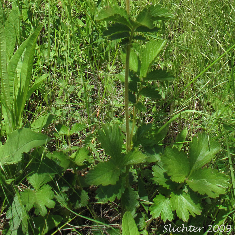 Basal leaves of Cordilleran Drymocallis, Sharp-toothed Cinquefoil, Tall Cinquefoil, Valley Cinquefoil: Drymocallis arguta (Synonyms: Drymocallis convallaria, Potentilla arguta, Potentilla arguta ssp. convallaria, Potentilla arguta var. convallaria, Potentilla convallaria)