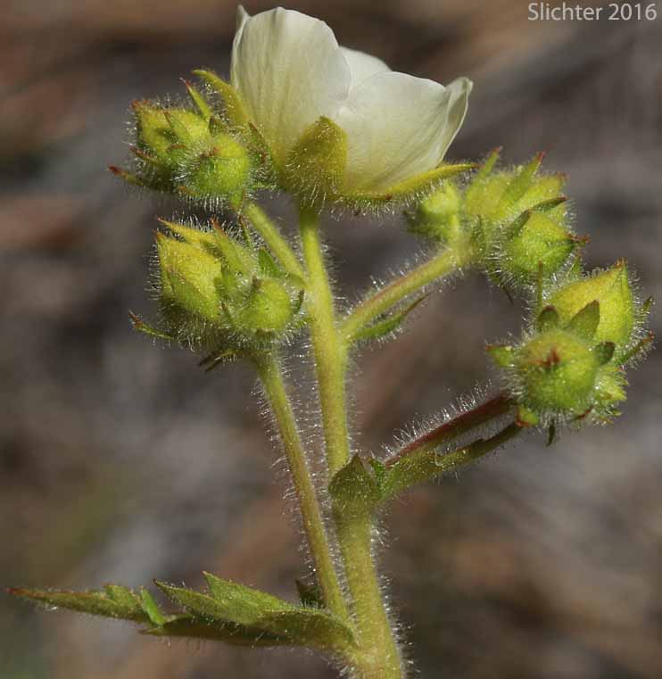 Cordilleran Drymocallis, Sharp-toothed Cinquefoil, Tall Cinquefoil, Valley Cinquefoil: Drymocallis arguta (Synonyms: Drymocallis convallaria, Potentilla arguta, Potentilla arguta ssp. convallaria, Potentilla arguta var. convallaria, Potentilla convallaria)