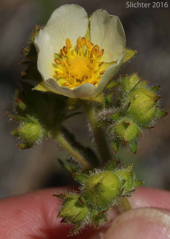 Cordilleran Drymocallis, Sharp-toothed Cinquefoil, Tall Cinquefoil, Valley Cinquefoil: Drymocallis arguta (Synonyms: Drymocallis convallaria, Potentilla arguta, Potentilla arguta ssp. convallaria, Potentilla arguta var. convallaria, Potentilla convallaria)