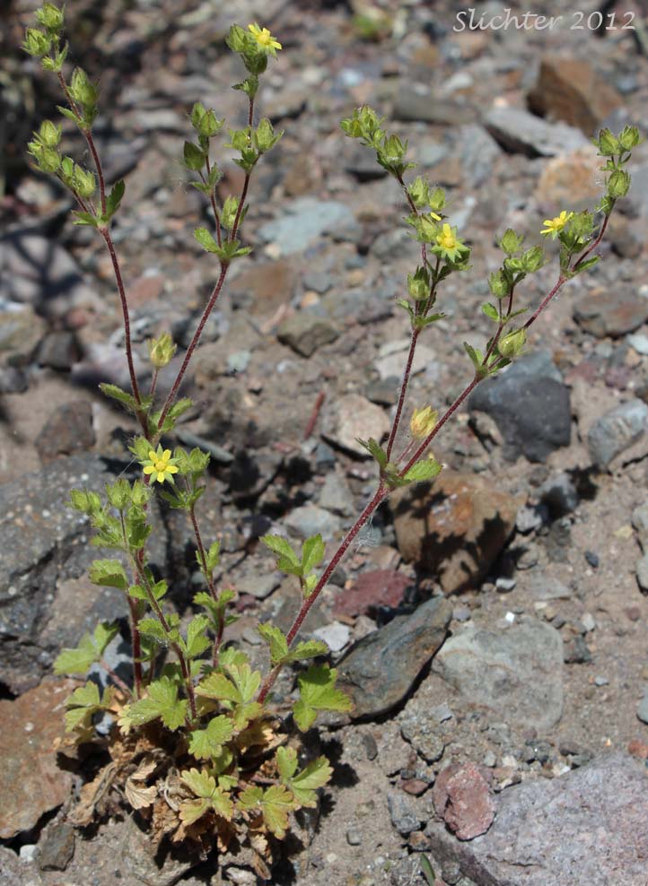 Biennial Cinquefoil: Potentilla biennis (Synonyms: Potentilla kelseyi, Potentilla lateriflora, Tridophyllum bienne)