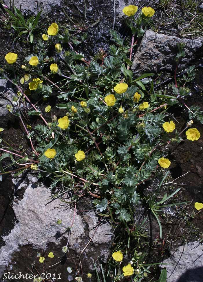 Brewer's Cinquefoil: Potentilla breweri (Synonyms: Potentilla breweri var. breweri, Potentilla breweri var. expansa, Potentilla drummondii, Potentilla drummondii ssp. breweri, Potentilla drummondii var. breweri)