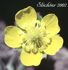 Flower of Brewer's Cinquefoil: Potentilla breweri (Synonyms: Potentilla breweri var. breweri, Potentilla breweri var. expansa, Potentilla drummondii, Potentilla drummondii ssp. breweri, Potentilla drummondii var. breweri)