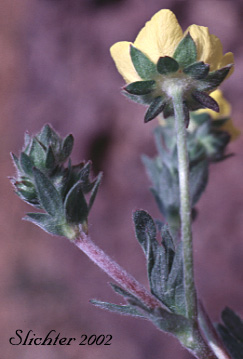 Inflorescence of Brewer's Cinquefoil: Potentilla breweri (Synonyms: Potentilla breweri var. breweri, Potentilla breweri var. expansa, Potentilla drummondii ssp. breweri, Potentilla drummondii var. breweri)