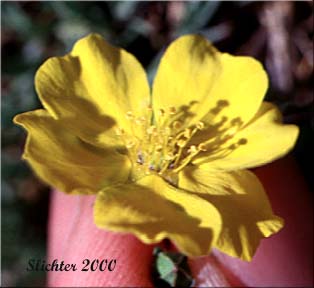 Flower of Blueleaf Cinquefoil, Different-leaved Cinquefoil, Diverse-leaved Cinquefoil, Mountain Meadow Cinquefoil, Varileaf Cinquefoil, Vari-leaved Cinquefoil: Potentilla glaucophylla (Synonyms: Potentilla xdiversifolia, Potentilla diversifolia, Potentilla diversifolia ssp. glaucophylla, Potentilla diversifolia var. diversifolia, Potentilla diversifolia var. glaucophylla, Potentilla diversifolia var. perdissecta, Potentilla diversifolia var. ranunculus, Potentilla glaucophylla, Potentilla glaucophylla var. glaucophylla, Potentilla glaucophylla var. perdissecta, Potentilla perdissecta)