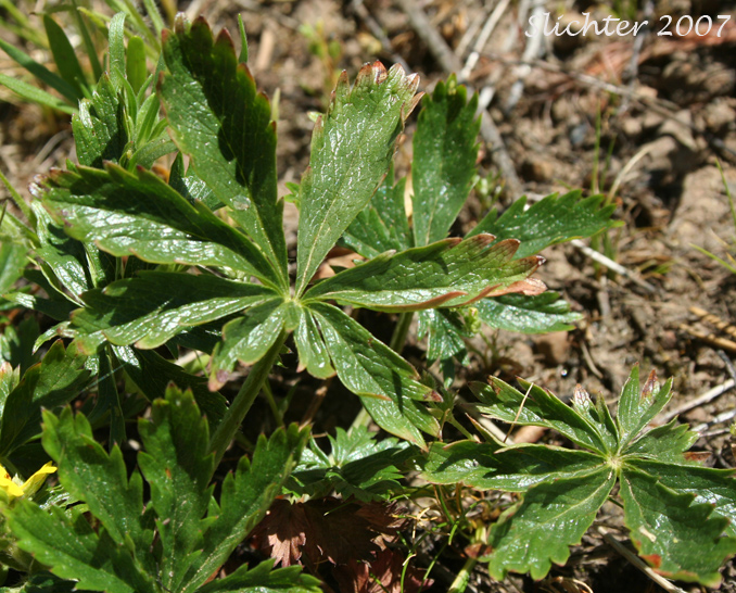 Blueleaf Cinquefoil, Different-leaved Cinquefoil, Diverse-leaved Cinquefoil, Mountain Meadow Cinquefoil, Varileaf Cinquefoil, Vari-leaved Cinquefoil: Potentilla glaucophylla (Synonyms: Potentilla xdiversifolia, Potentilla diversifolia, Potentilla diversifolia ssp. glaucophylla, Potentilla diversifolia var. diversifolia, Potentilla diversifolia var. glaucophylla, Potentilla diversifolia var. perdissecta, Potentilla diversifolia var. ranunculus, Potentilla glaucophylla, Potentilla glaucophylla var. glaucophylla, Potentilla glaucophylla var. perdissecta, Potentilla perdissecta)