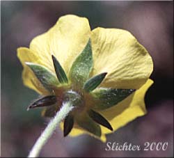 Calyx of Blueleaf Cinquefoil, Different-leaved Cinquefoil, Diverse-leaved Cinquefoil, Mountain Meadow Cinquefoil, Varileaf Cinquefoil, Vari-leaved Cinquefoil: Potentilla glaucophylla (Synonyms: Potentilla xdiversifolia, Potentilla diversifolia, Potentilla diversifolia ssp. glaucophylla, Potentilla diversifolia var. diversifolia, Potentilla diversifolia var. glaucophylla, Potentilla diversifolia var. perdissecta, Potentilla diversifolia var. ranunculus, Potentilla glaucophylla, Potentilla glaucophylla var. glaucophylla, Potentilla glaucophylla var. perdissecta, Potentilla perdissecta)