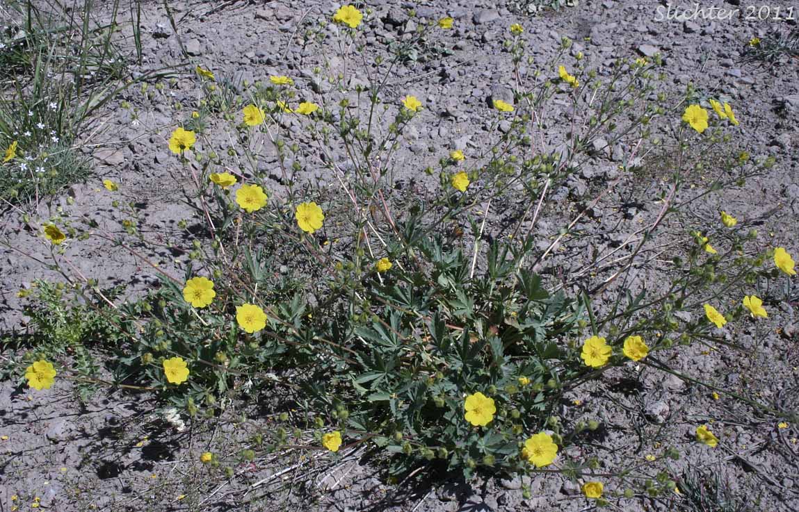 Blueleaf Cinquefoil, Different-leaved Cinquefoil, Diverse-leaved Cinquefoil, Mountain Meadow Cinquefoil, Varileaf Cinquefoil, Vari-leaved Cinquefoil: Potentilla glaucophylla (Synonyms: Potentilla xdiversifolia, Potentilla diversifolia, Potentilla diversifolia ssp. glaucophylla, Potentilla diversifolia var. diversifolia, Potentilla diversifolia var. glaucophylla, Potentilla diversifolia var. perdissecta, Potentilla diversifolia var. ranunculus, Potentilla glaucophylla, Potentilla glaucophylla var. glaucophylla, Potentilla glaucophylla var. perdissecta, Potentilla perdissecta)