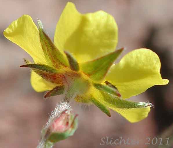 Close-up of the sepals and underside of the petals of Blueleaf Cinquefoil, Different-leaved Cinquefoil, Diverse-leaved Cinquefoil, Mountain Meadow Cinquefoil, Varileaf Cinquefoil, Vari-leaved Cinquefoil: Potentilla glaucophylla (Synonyms: Potentilla xdiversifolia, Potentilla diversifolia, Potentilla diversifolia ssp. glaucophylla, Potentilla diversifolia var. diversifolia, Potentilla diversifolia var. glaucophylla, Potentilla diversifolia var. perdissecta, Potentilla diversifolia var. ranunculus, Potentilla glaucophylla, Potentilla glaucophylla var. glaucophylla, Potentilla glaucophylla var. perdissecta, Potentilla perdissecta)