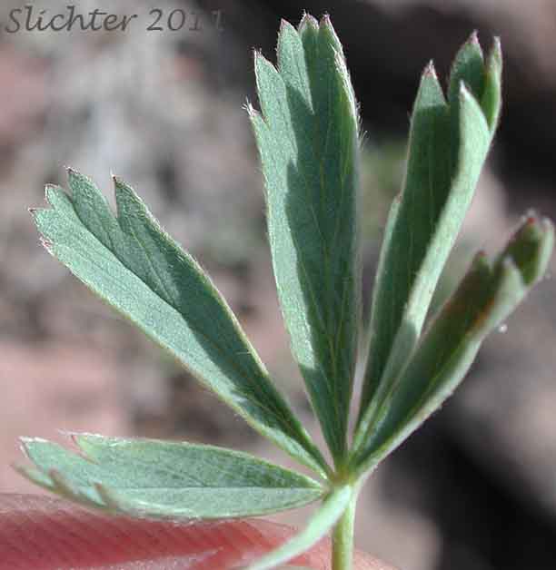 Close-up of a dorsal surface of a leaf of Blueleaf Cinquefoil, Different-leaved Cinquefoil, Diverse-leaved Cinquefoil, Mountain Meadow Cinquefoil, Varileaf Cinquefoil, Vari-leaved Cinquefoil: Potentilla glaucophylla (Synonyms: Potentilla xdiversifolia, Potentilla diversifolia, Potentilla diversifolia ssp. glaucophylla, Potentilla diversifolia var. diversifolia, Potentilla diversifolia var. glaucophylla, Potentilla diversifolia var. perdissecta, Potentilla diversifolia var. ranunculus, Potentilla glaucophylla, Potentilla glaucophylla var. glaucophylla, Potentilla glaucophylla var. perdissecta, Potentilla perdissecta)