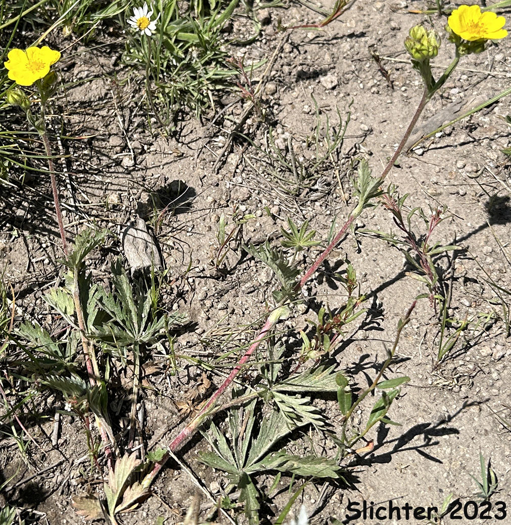 Blueleaf Cinquefoil, Different-leaved Cinquefoil, Diverse-leaved Cinquefoil, Mountain Meadow Cinquefoil, Varileaf Cinquefoil, Vari-leaved Cinquefoil: Potentilla glaucophylla (Synonyms: Potentilla xdiversifolia, Potentilla diversifolia, Potentilla diversifolia ssp. glaucophylla, Potentilla diversifolia var. diversifolia, Potentilla diversifolia var. glaucophylla, Potentilla diversifolia var. perdissecta, Potentilla diversifolia var. ranunculus, Potentilla glaucophylla, Potentilla glaucophylla var. glaucophylla, Potentilla glaucophylla var. perdissecta, Potentilla perdissecta)