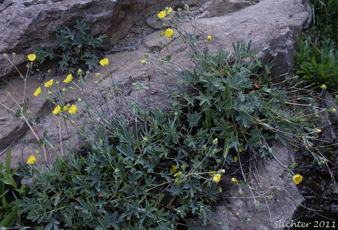 Blueleaf Cinquefoil, Different-leaved Cinquefoil, Diverse-leaved Cinquefoil, Mountain Meadow Cinquefoil, Varileaf Cinquefoil, Vari-leaved Cinquefoil: Potentilla glaucophylla (Synonyms: Potentilla xdiversifolia, Potentilla diversifolia, Potentilla diversifolia ssp. glaucophylla, Potentilla diversifolia var. diversifolia, Potentilla diversifolia var. glaucophylla, Potentilla diversifolia var. perdissecta, Potentilla diversifolia var. ranunculus, Potentilla glaucophylla, Potentilla glaucophylla var. glaucophylla, Potentilla glaucophylla var. perdissecta, Potentilla perdissecta)