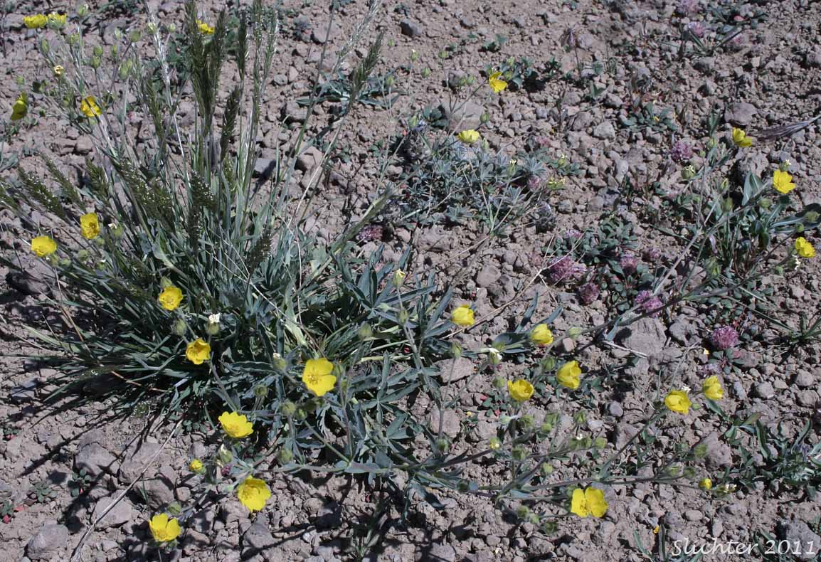 Blueleaf Cinquefoil, Different-leaved Cinquefoil, Diverse-leaved Cinquefoil, Mountain Meadow Cinquefoil, Varileaf Cinquefoil, Vari-leaved Cinquefoil: Potentilla glaucophylla (Synonyms: Potentilla xdiversifolia, Potentilla diversifolia, Potentilla diversifolia ssp. glaucophylla, Potentilla diversifolia var. diversifolia, Potentilla diversifolia var. glaucophylla, Potentilla diversifolia var. perdissecta, Potentilla diversifolia var. ranunculus, Potentilla glaucophylla, Potentilla glaucophylla var. glaucophylla, Potentilla glaucophylla var. perdissecta, Potentilla perdissecta)