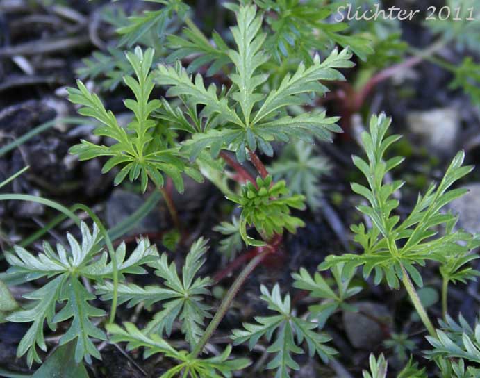 Basal leaves of Blueleaf Cinquefoil, Different-leaved Cinquefoil, Diverse-leaved Cinquefoil, Mountain Meadow Cinquefoil, Varileaf Cinquefoil, Vari-leaved Cinquefoil: Potentilla glaucophylla (Synonyms: Potentilla xdiversifolia, Potentilla diversifolia, Potentilla diversifolia ssp. glaucophylla, Potentilla diversifolia var. diversifolia, Potentilla diversifolia var. glaucophylla, Potentilla diversifolia var. perdissecta, Potentilla diversifolia var. ranunculus, Potentilla glaucophylla, Potentilla glaucophylla var. glaucophylla, Potentilla glaucophylla var. perdissecta, Potentilla perdissecta)