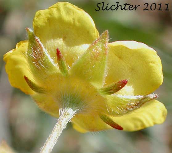 Underside of the petals and sepals of Blueleaf Cinquefoil, Different-leaved Cinquefoil, Diverse-leaved Cinquefoil, Mountain Meadow Cinquefoil, Varileaf Cinquefoil, Vari-leaved Cinquefoil: Potentilla glaucophylla (Synonyms: Potentilla xdiversifolia, Potentilla diversifolia, Potentilla diversifolia ssp. glaucophylla, Potentilla diversifolia var. diversifolia, Potentilla diversifolia var. glaucophylla, Potentilla diversifolia var. perdissecta, Potentilla diversifolia var. ranunculus, Potentilla glaucophylla, Potentilla glaucophylla var. glaucophylla, Potentilla glaucophylla var. perdissecta, Potentilla perdissecta)