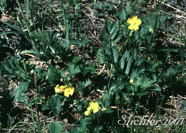 Drummond's Cinquefoil: Potentilla drummondii ssp. drummondii (Synonyms: Potentilla anomalofolia, Potentilla cascadensis, Potentilla dissecta var. drummondii, Potentilla drummondii var. cascadensis, Potentilla drummondii ssp. drummondii)