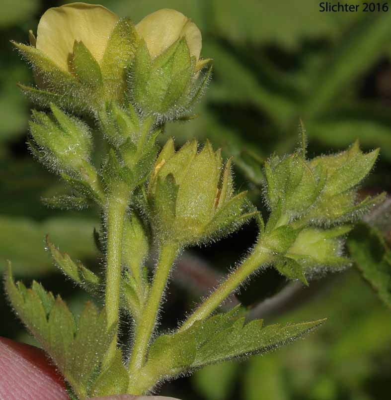 Austin's Drymocallis, Austin's Woodbeauty: Drymocallis lactea var. austiniae (Synonym: Potentilla glandulosa var. austiniae)