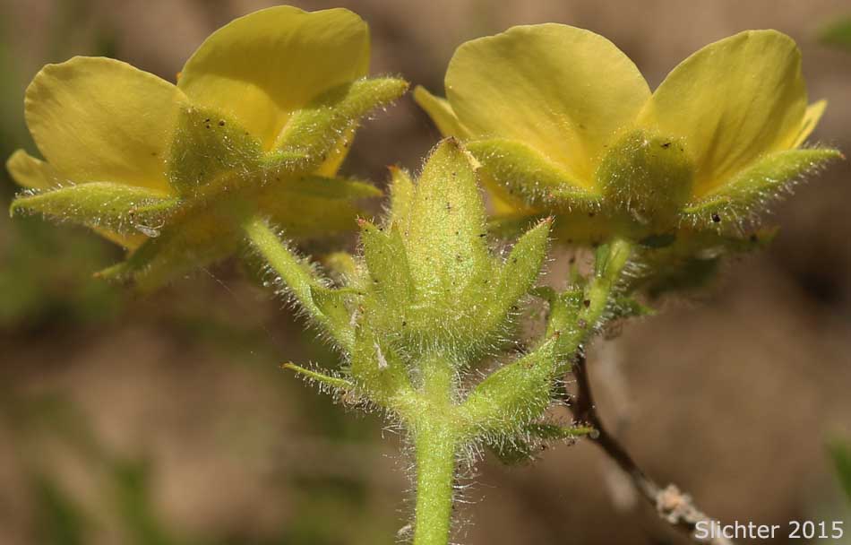 Underside of the flowers of Austin's Drymocallis, Austin's Woodbeauty: Drymocallis lactea var. austiniae (Synonym: Potentilla glandulosa var. austiniae)