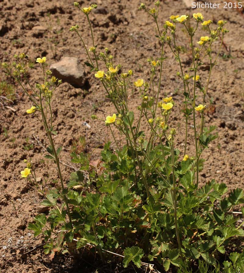 Austin's Drymocallis, Austin's Woodbeauty: Drymocallis lactea var. austiniae (Synonym: Potentilla glandulosa var. austiniae)