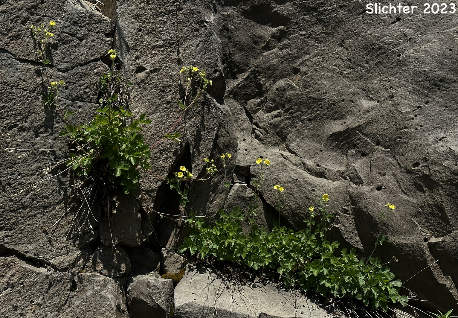 Austin's Drymocallis, Austin's Woodbeauty: Drymocallis lactea var. austiniae (Synonym: Potentilla glandulosa var. austiniae)