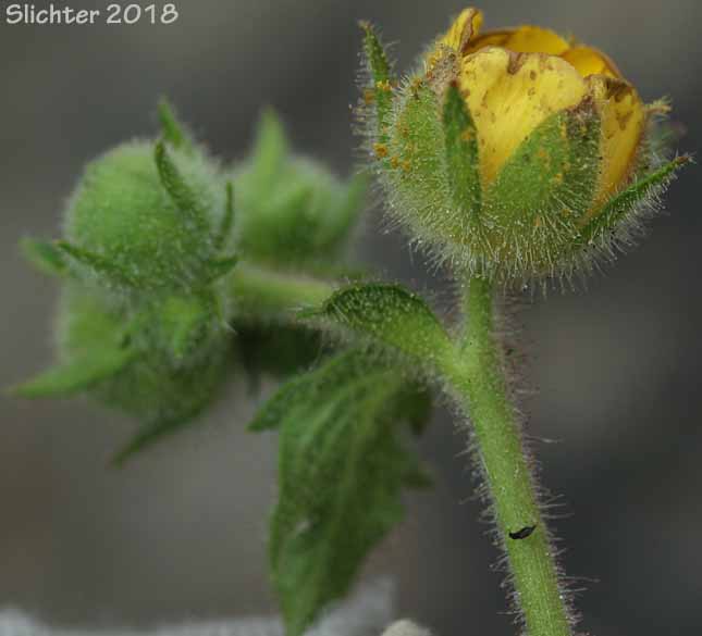 Flower of John Day Drymocallis: Drymocallis campanulata (Synonyms: Potentilla campanulata, Potentilla glandulosa, Potentilla glandulosa var. campanulata)