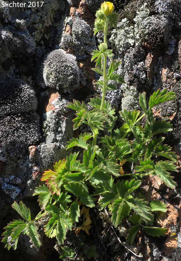 John Day Drymocallis: Drymocallis campanulata (Synonyms: Potentilla campanulata, Potentilla glandulosa, Potentilla glandulosa var. campanulata)