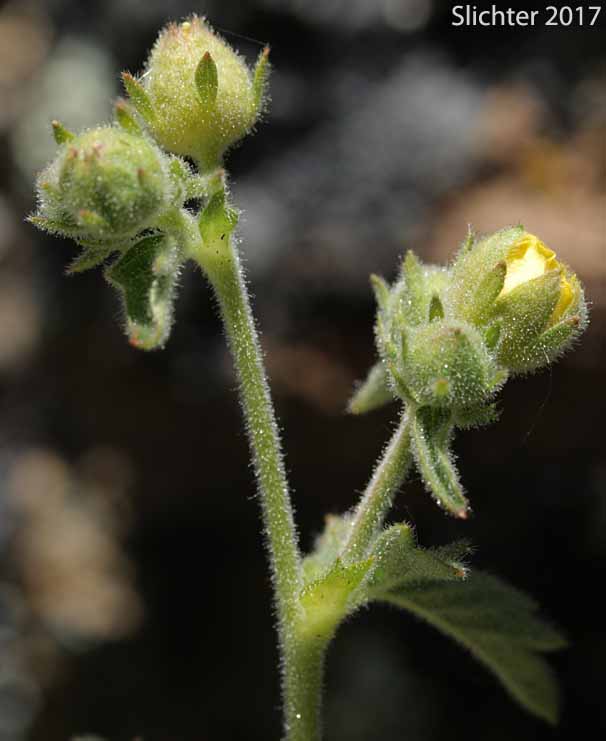 Inflorescence of John Day Drymocallis: Drymocallis campanulata (Synonyms: Potentilla campanulata, Potentilla glandulosa, Potentilla glandulosa var. campanulata)