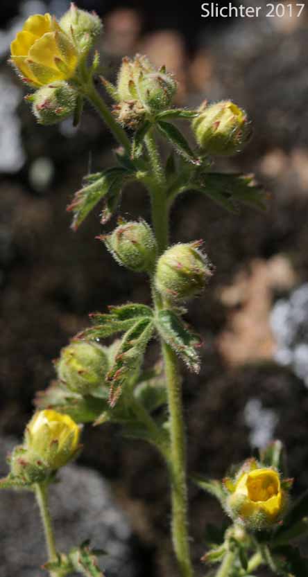 Inflorescence of John Day Drymocallis: Drymocallis campanulata (Synonyms: Potentilla campanulata, Potentilla glandulosa, Potentilla glandulosa var. campanulata)