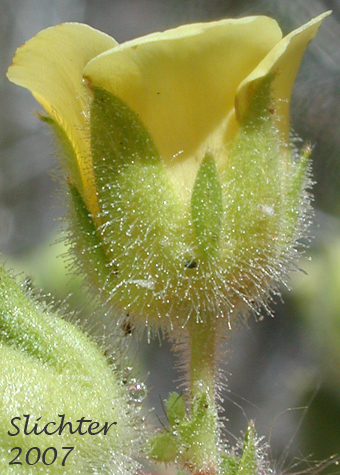 Calyx of John Day Drymocallis: Drymocallis campanulata (Synonyms: Potentilla campanulata, Potentilla glandulosa, Potentilla glandulosa var. campanulata)