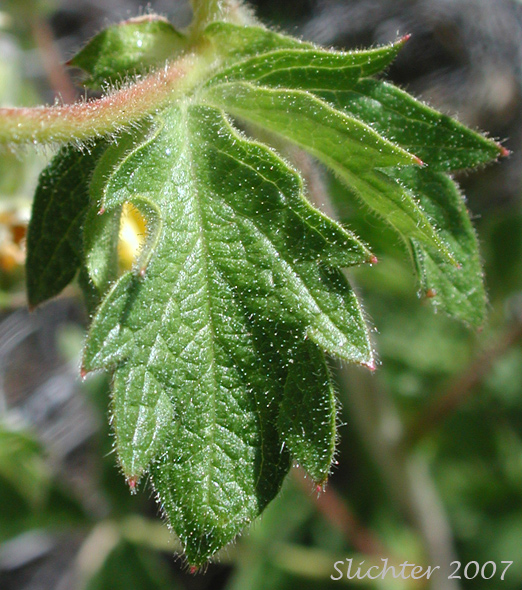 Stem leaf of John Day Drymocallis: Drymocallis campanulata (Synonyms: Potentilla campanulata, Potentilla glandulosa, Potentilla glandulosa var. campanulata)