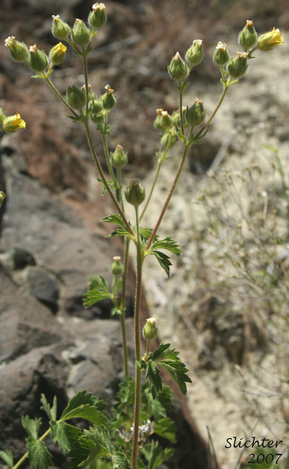 Inflorescence of John Day Drymocallis: Drymocallis campanulata (Synonyms: Potentilla campanulata, Potentilla glandulosa, Potentilla glandulosa var. campanulata)
