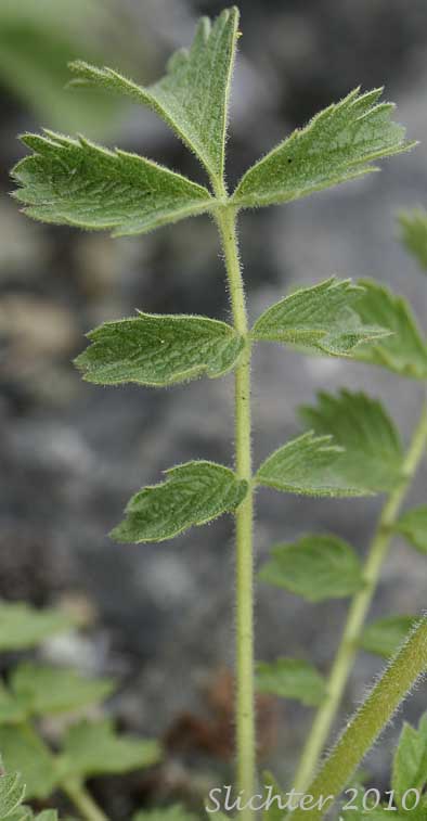 Basal leaf of John Day Drymocallis: Drymocallis campanulata (Synonyms: Potentilla campanulata, Potentilla glandulosa, Potentilla glandulosa var. campanulata)