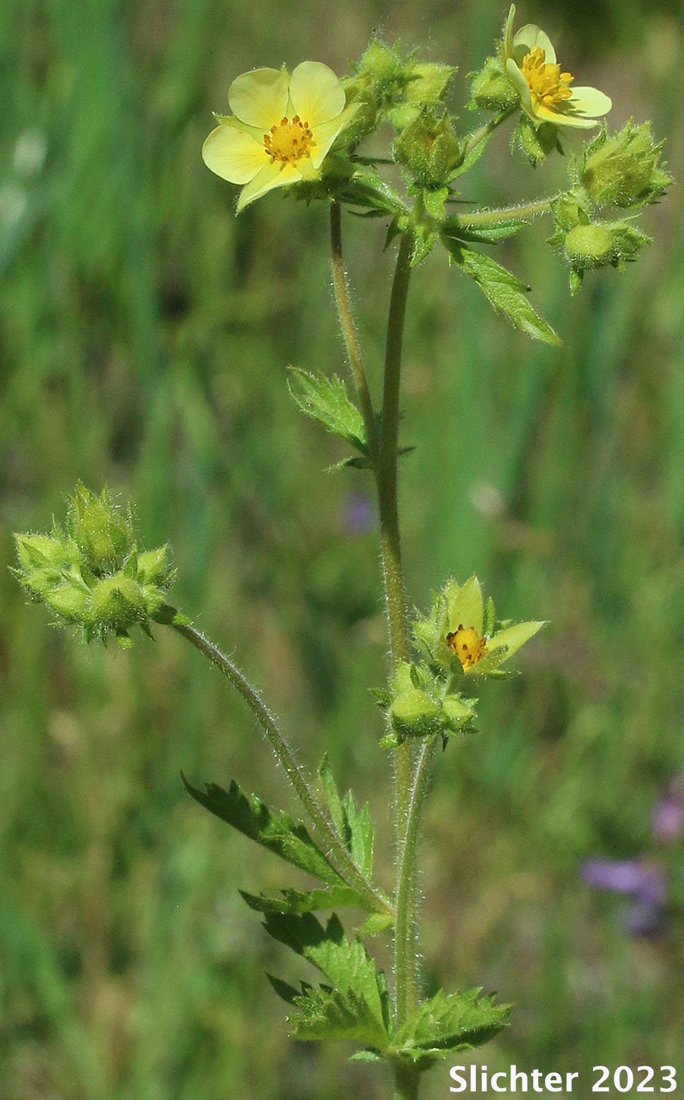 Inflorescence of Idaho Drymocallis, Sticky Cinquefoil: Drymocallis glabrata (Synonyms: Potentilla glandulosa, Potentilla glandulosa ssp. glabrata, Potentilla glandulosa ssp. intermedia, Potentilla glandulosa var. intermedia)