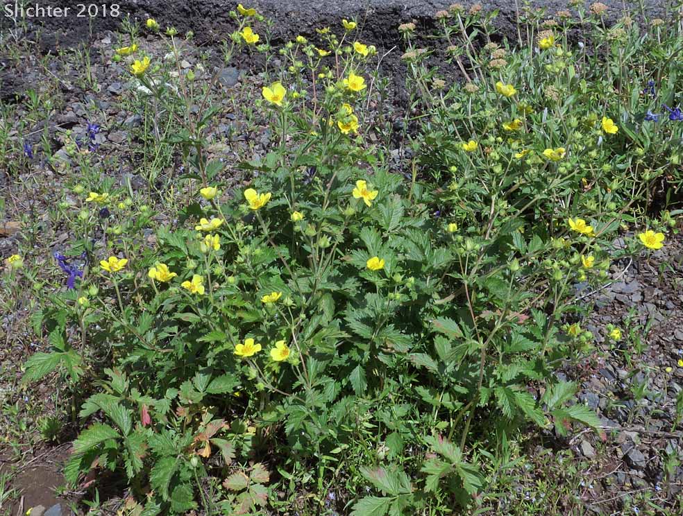 Idaho Drymocallis, Sticky Cinquefoil: Drymocallis glabrata (Synonyms: Potentilla glandulosa, Potentilla glandulosa ssp. glabrata, Potentilla glandulosa ssp. intermedia, Potentilla glandulosa var. intermedia)