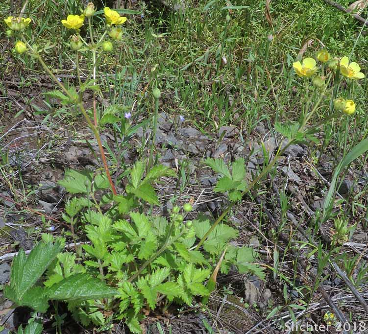 Idaho Drymocallis, Sticky Cinquefoil: Drymocallis glabrata (Synonyms: Potentilla glandulosa, Potentilla glandulosa ssp. glabrata, Potentilla glandulosa ssp. intermedia, Potentilla glandulosa var. intermedia)