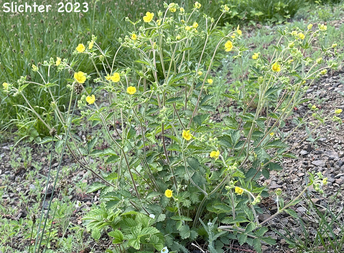 Idaho Drymocallis, Sticky Cinquefoil: Drymocallis glabrata (Synonyms: Potentilla glandulosa, Potentilla glandulosa ssp. glabrata, Potentilla glandulosa ssp. intermedia, Potentilla glandulosa var. intermedia)