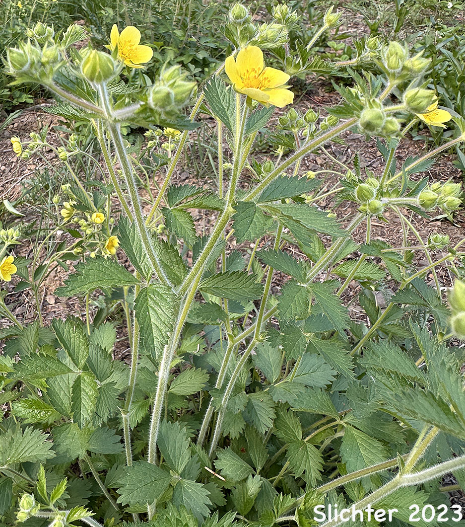 Idaho Drymocallis, Sticky Cinquefoil: Drymocallis glabrata (Synonyms: Potentilla glandulosa, Potentilla glandulosa ssp. glabrata, Potentilla glandulosa ssp. intermedia, Potentilla glandulosa var. intermedia)