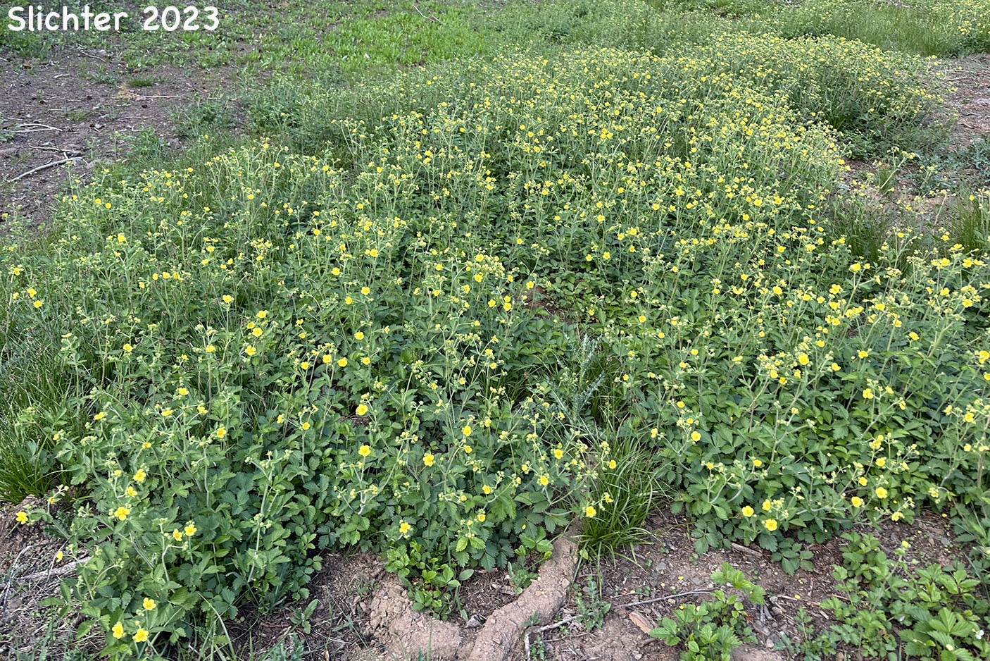 Idaho Drymocallis, Sticky Cinquefoil: Drymocallis glabrata (Synonyms: Potentilla glandulosa, Potentilla glandulosa ssp. glabrata, Potentilla glandulosa ssp. intermedia, Potentilla glandulosa var. intermedia)