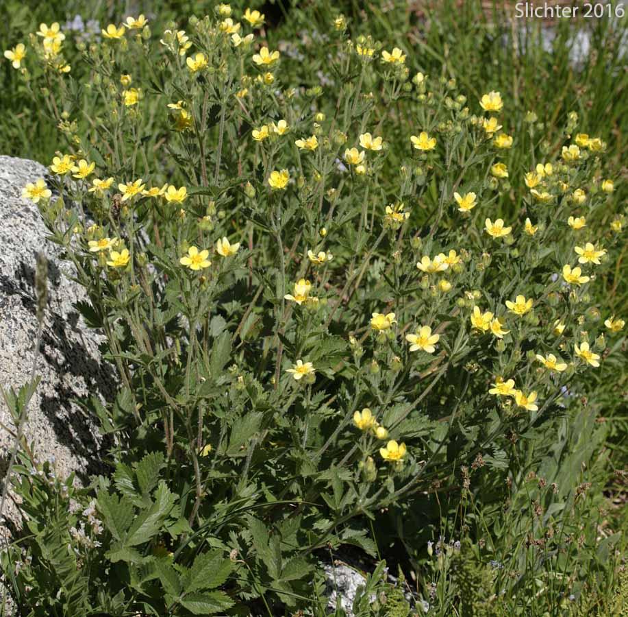 Idaho Drymocallis, Sticky Cinquefoil: Drymocallis glabrata (Synonyms: Potentilla glandulosa, Potentilla glandulosa ssp. glabrata, Potentilla glandulosa ssp. intermedia, Potentilla glandulosa var. intermedia)