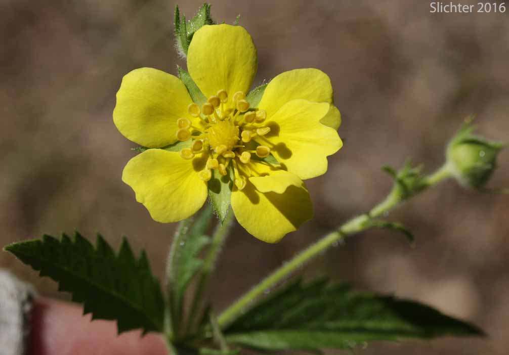 Idaho Drymocallis, Sticky Cinquefoil: Drymocallis glabrata (Synonyms: Potentilla glandulosa, Potentilla glandulosa ssp. glabrata, Potentilla glandulosa ssp. intermedia, Potentilla glandulosa var. intermedia)