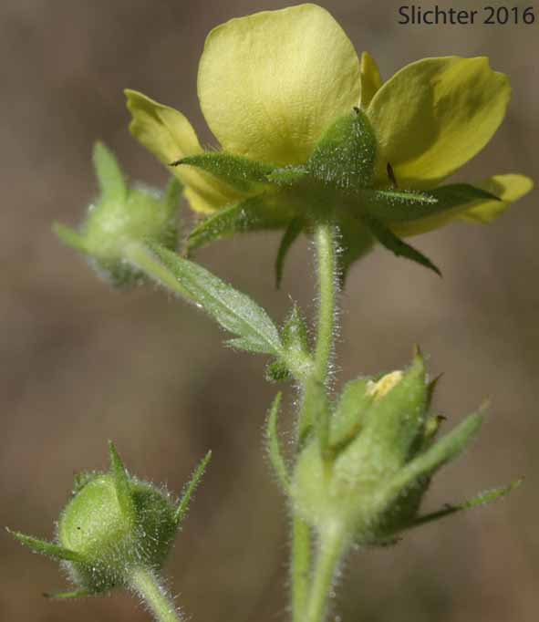 Sepals and petals of Idaho Drymocallis, Sticky Cinquefoil: Drymocallis glabrata (Synonyms: Potentilla glandulosa, Potentilla glandulosa ssp. glabrata, Potentilla glandulosa ssp. intermedia, Potentilla glandulosa var. intermedia)