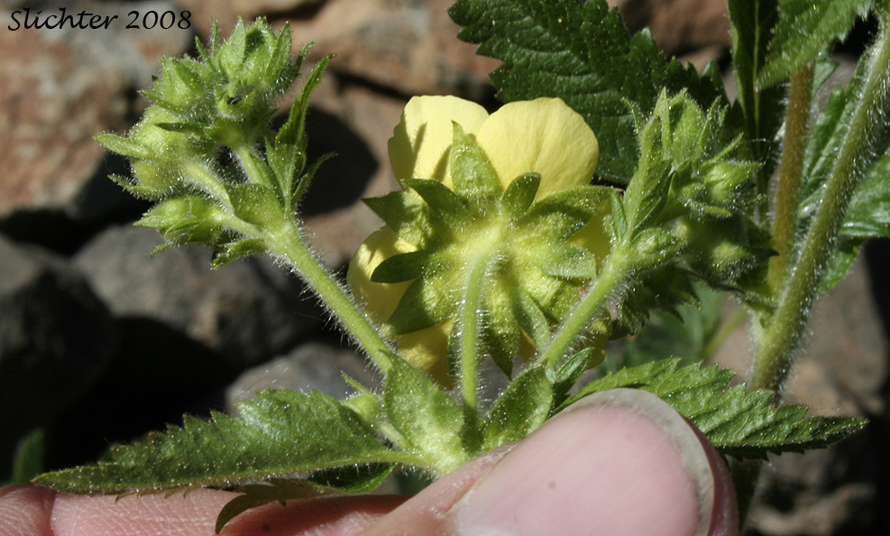 Idaho Drymocallis, Sticky Cinquefoil: Drymocallis glabrata (Synonyms: Potentilla glandulosa, Potentilla glandulosa ssp. glabrata, Potentilla glandulosa ssp. intermedia, Potentilla glandulosa var. intermedia)