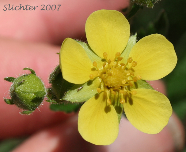 Flower of Idaho Drymocallis, Sticky Cinquefoil: Drymocallis glabrata (Synonyms: Potentilla glandulosa, Potentilla glandulosa ssp. glabrata, Potentilla glandulosa ssp. intermedia, Potentilla glandulosa var. intermedia)