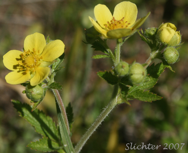 Nevada Cinquefoil: Drymocallis lactea var. lactea (Synonyms: Potentilla glandulosa ssp. nevadensis, Potentilla glandulosa var. nevadensis, Potentilla pumila)