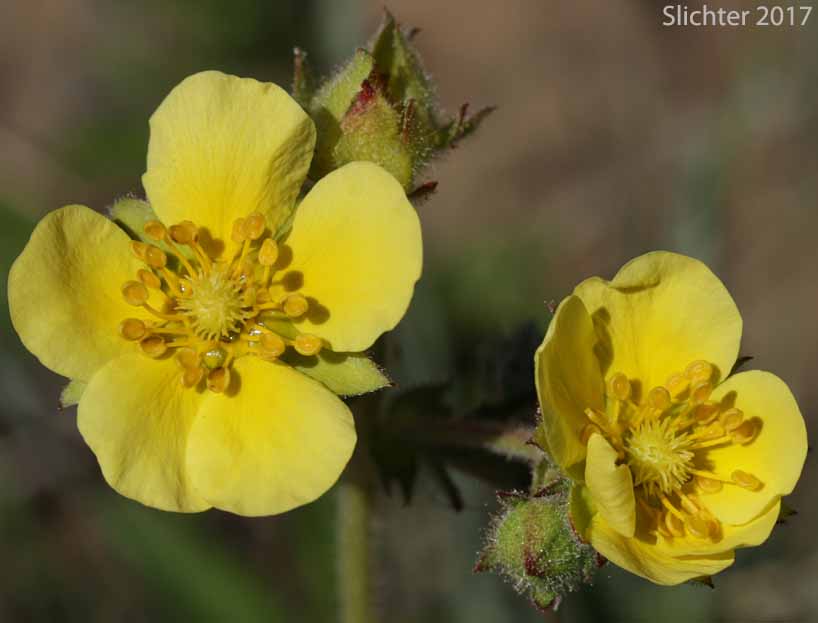 Nevada Cinquefoil: Drymocallis lactea var. lactea (Synonyms: Potentilla glandulosa ssp. nevadensis, Potentilla glandulosa var. nevadensis, Potentilla pumila)