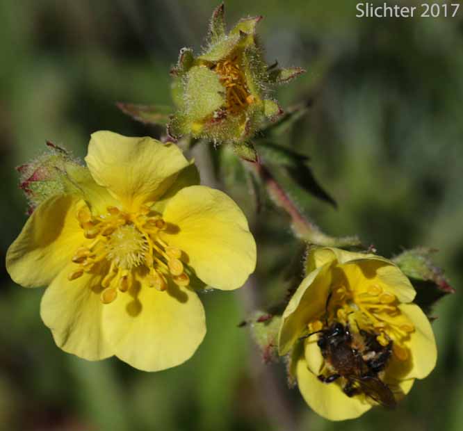 Nevada Cinquefoil: Drymocallis lactea var. lactea (Synonyms: Potentilla glandulosa ssp. nevadensis, Potentilla glandulosa var. nevadensis, Potentilla pumila)