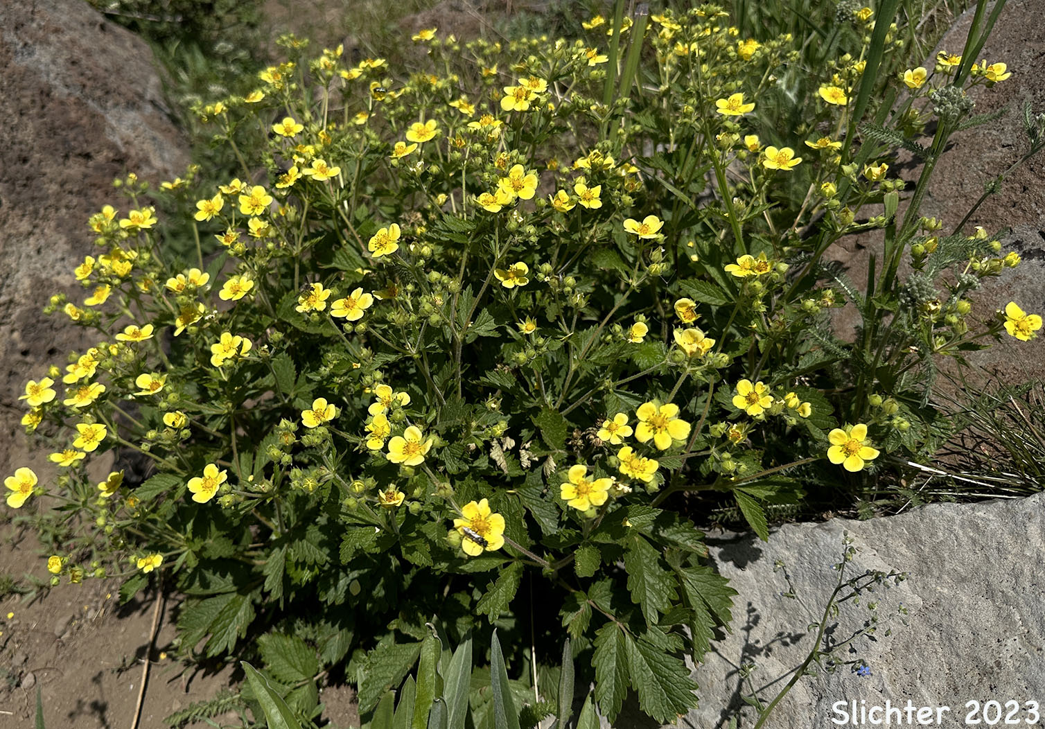 Nevada Cinquefoil: Drymocallis lactea var. lactea (Synonyms: Potentilla glandulosa ssp. nevadensis, Potentilla glandulosa var. nevadensis, Potentilla pumila)