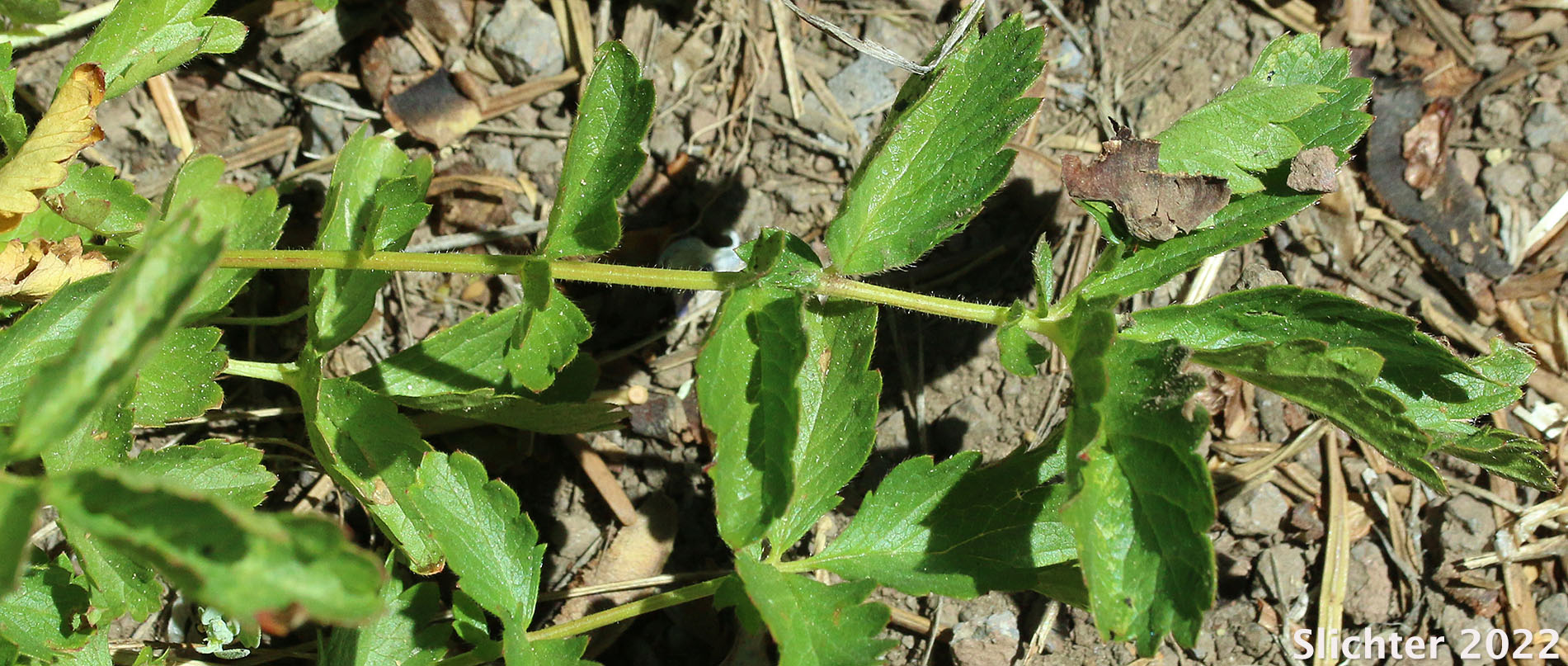 Nevada Cinquefoil: Drymocallis lactea var. lactea (Synonyms: Potentilla glandulosa ssp. nevadensis, Potentilla glandulosa var. nevadensis, Potentilla pumila)