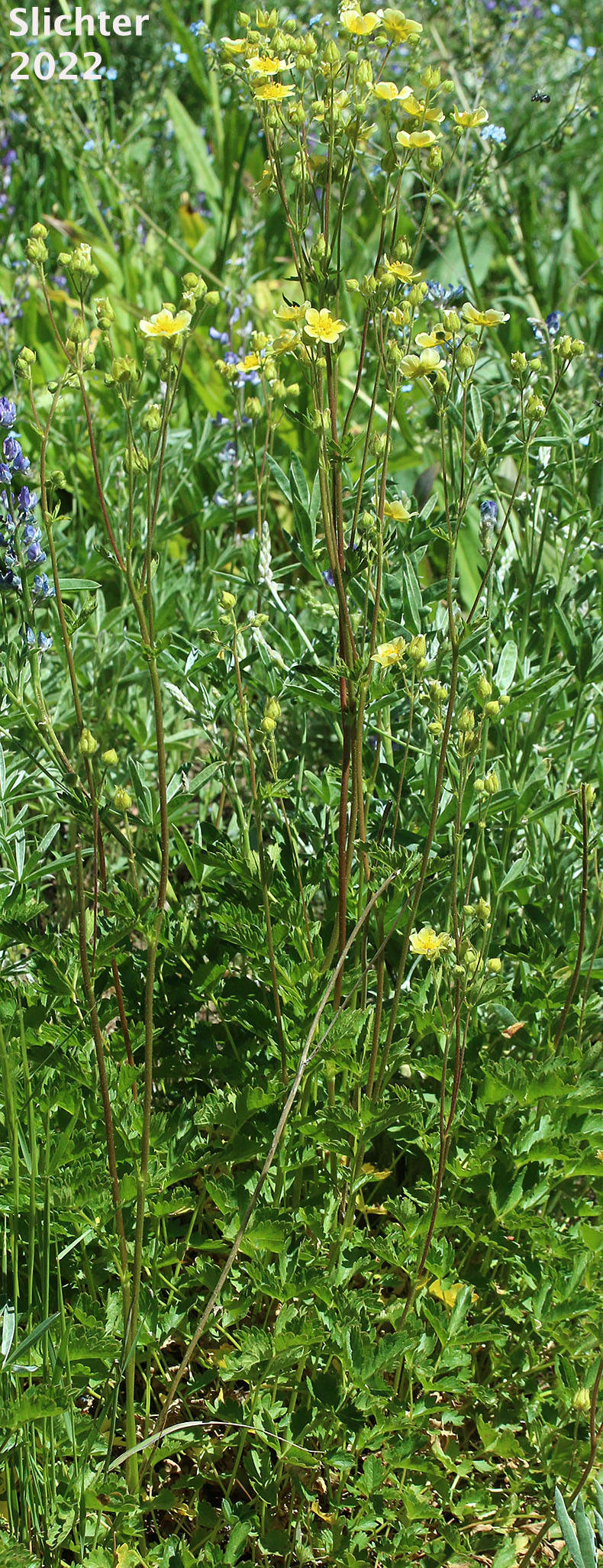 Nevada Cinquefoil: Drymocallis lactea var. lactea (Synonyms: Potentilla glandulosa ssp. nevadensis, Potentilla glandulosa var. nevadensis, Potentilla pumila)